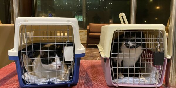 5-embarquer les deux chats singapouriens sur le vol de retour en France